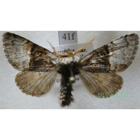 Colocasia coryli (Linnaeus, 1758) Połacica leszczynówka Czech41f